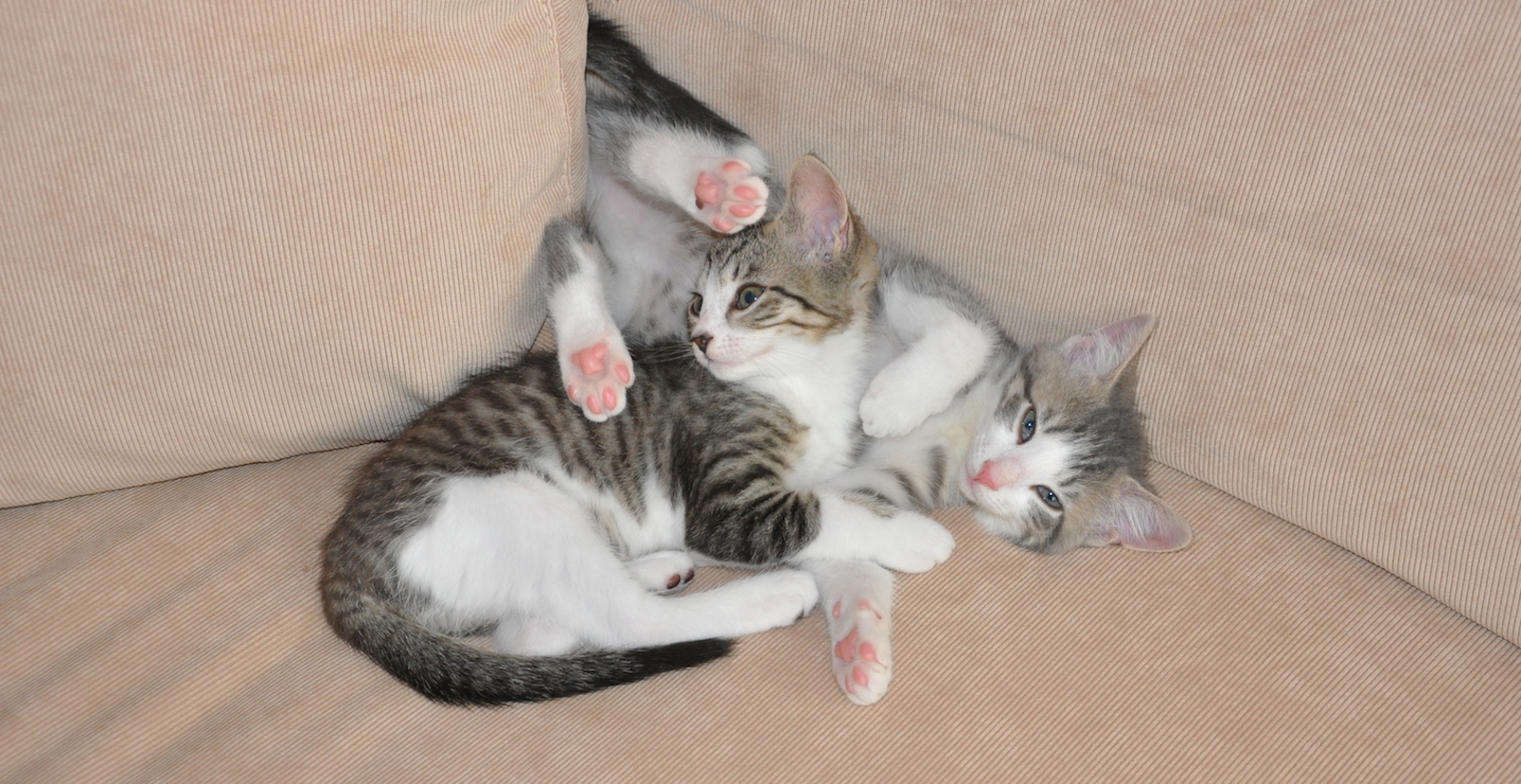 The Babies